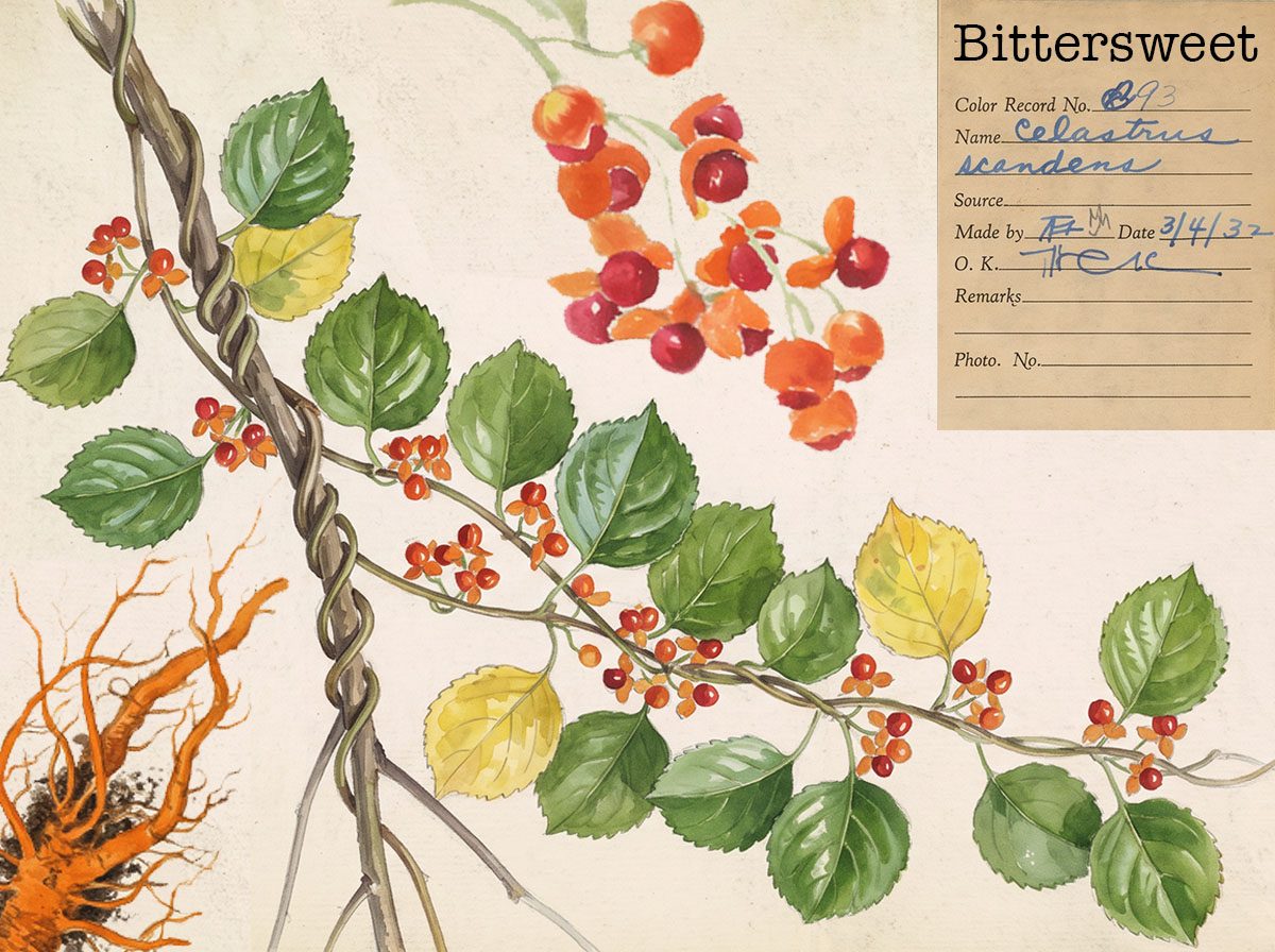 Botanical watercolor of bittersweet: twining vine, green and yellow leaves, orange-red berries, roots, and a vintage specimen record card